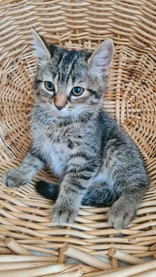 Hele aanhankelijke kittens. Nu 2 maanden, Dieren en Toebehoren, Katten en Kittens | Overige Katten, Kortharig, Meerdere dieren