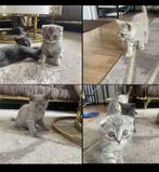 Kittens aangeboden, Dieren en Toebehoren, Katten en Kittens | Raskatten | Korthaar, Meerdere dieren, 0 tot 2 jaar
