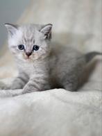 Britse korthaar kittens, Meerdere dieren, Gechipt, 0 tot 2 jaar
