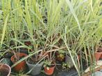 Te koop: citroengras (sereh) planten 2,50 per plant., Ophalen of Verzenden, Zomer, Overige soorten, Volle zon