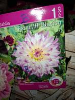 Dahlia's 7 stuks 10 euro, Tuin en Terras, Ophalen of Verzenden, Voorjaar, Volle zon, Knol