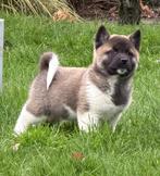 American akita pups uit uitgebreid geteste ouders aanwezig, Nederland, Parvo, Overige rassen, 8 tot 15 weken