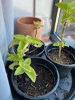 Cubaanse Oregano Oregano di Kurasao., Huis en Inrichting, Kamerplanten, Overige soorten, In pot, Minder dan 100 cm, Groene kamerplant