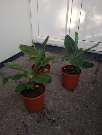 Bananenplant - Tropische sfeer in huis! beschikbaar voor biedingen