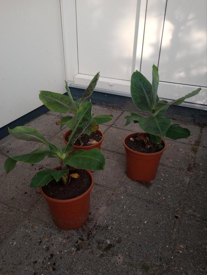 Bananenplant - Tropische sfeer in huis!, Huis en Inrichting, Kamerplanten, Overige soorten, Minder dan 100 cm, Groene kamerplant
