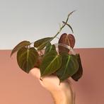 Philodendron Scandens Micans - 9 Stekjes • SALE, Huis en Inrichting, Kamerplanten, Overige soorten, Minder dan 100 cm, Groene kamerplant
