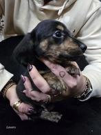 Dwergteckel Puppies – Liefdevol in huis grootgebracht, Reu, 8 tot 15 weken, Dwerg, Langhaar