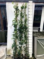 Hedera hibernica 200/220, Ophalen, Vaste plant, Bloeit niet, Halfschaduw