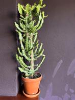 Cactus inclusief pot 8 jaar oud, Tuin en Terras, Planten | Tuinplanten, Vaste plant, Overige soorten, Ophalen