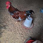 Mooie Haan te koop, Dieren en Toebehoren, Pluimvee, Mannelijk, Kip