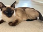 5 hele mooie kittens kruising Siamees Britse korthaar, Dieren en Toebehoren, Meerdere dieren, Ontwormd, 0 tot 2 jaar