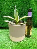 Agave Americana. Kan ook buiten mits ze maar droog staat, Ophalen, Overige soorten, Minder dan 100 cm