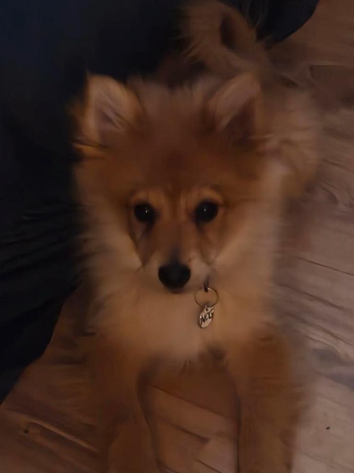 Keeshondje pup, Dieren en Toebehoren, Honden | Chihuahua's en Gezelschapshonden, Reu, Overige rassen, Particulier, Eén hond, België