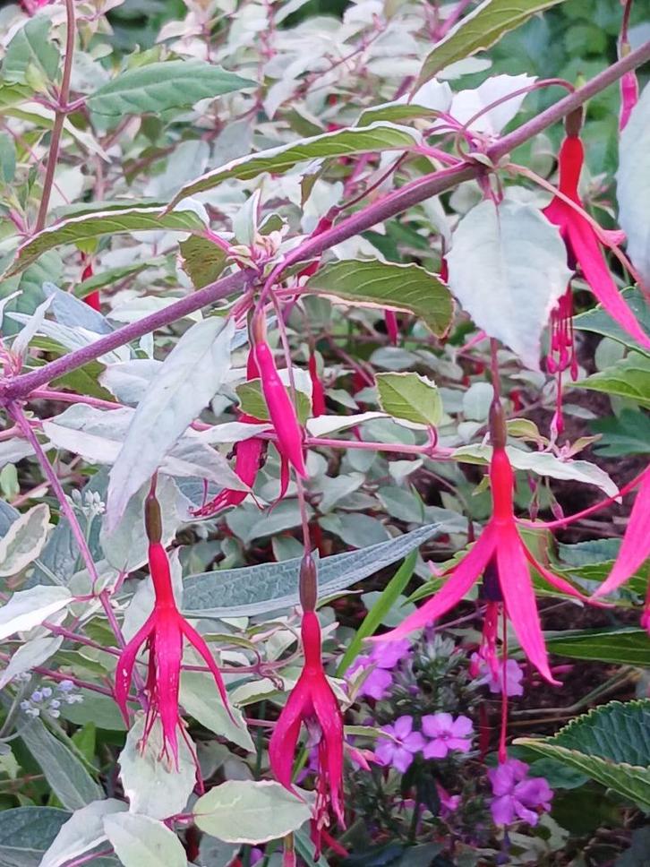 Vorstbestendige fuchsia struik diverse soorten, Tuin en Terras, Planten | Struiken en Hagen, Struik, Overige soorten, Minder dan 100 cm