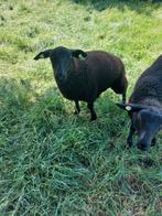 Te koop kruising ooilammeren, Dieren en Toebehoren, Schapen, Geiten en Varkens, Mannelijk, Schaap