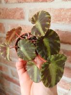 Begonia Cleopatrae, Ophalen of Verzenden, Halfschaduw, Minder dan 100 cm