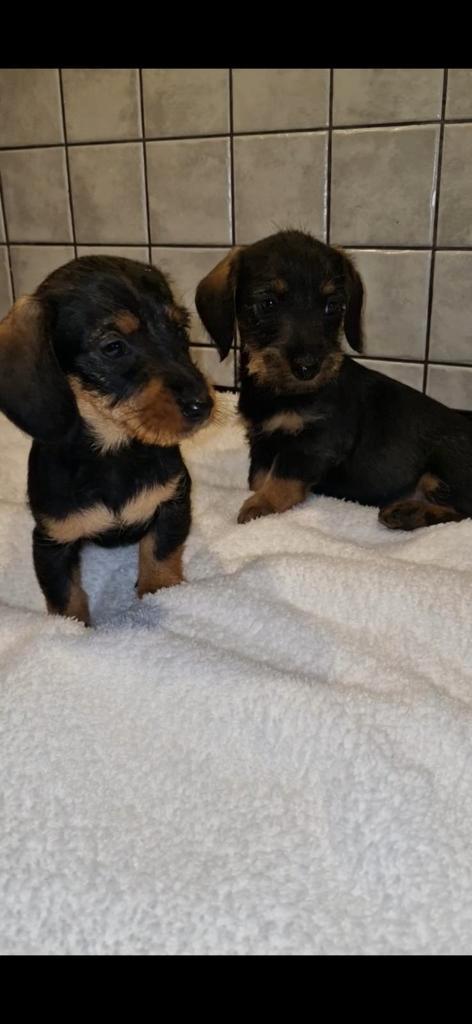 Ruwharige dwergteckel puppy's, Dieren en Toebehoren, Honden | Teckels en Dashonden, Meerdere dieren, Ruwhaar, Dwerg, Particulier