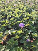 Geranium Rozanne, Tuin en Terras, Ophalen, Minder dan 100 cm
