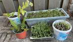 Diverse tuinplanten: Vetplantjes, varen, sedum, Tuin en Terras, Planten | Tuinplanten, Bodembedekkers, Volle zon, Vaste plant