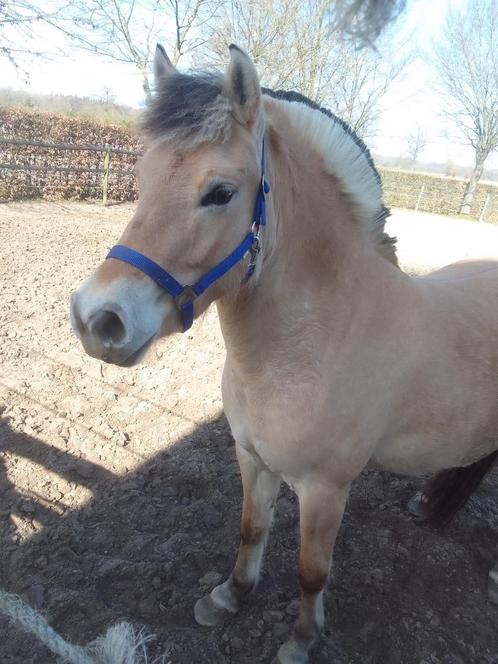 diverse Fjorden, Dieren en Toebehoren, Paarden, Meerdere dieren, Onbeleerd, Minder dan 160 cm, 3 tot 6 jaar, Recreatiepaard, Met stamboom