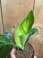 Strelitzia nicolai variegata albo white wit mint, Huis en Inrichting, Kamerplanten, Ophalen of Verzenden, Halfschaduw, Minder dan 100 cm