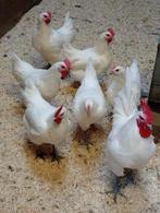 Poule de bresse kippen, Dieren en Toebehoren, Pluimvee, Meerdere dieren, Kip