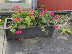 Stenen bloembak met geraniums - 86x28cm, Ophalen, Steen, Gebruikt, Minder dan 30 cm