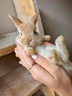 Nog maar 1 super knap hangoor baby konijntje te koop, Dieren en Toebehoren, Konijnen, Mannelijk, Dwerg, Hangoor, 0 tot 2 jaar