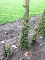 Coniferen, Tuin en Terras, Planten | Struiken en Hagen, Ophalen, Conifeer, Haag, 100 tot 250 cm