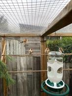 ZUIVERE WILDKLEUR MAJOOR PUTTERS NATUURBROED, Dieren en Toebehoren, Vogels | Overige Vogels, Meerdere dieren, Wildzangvogel, Geringd