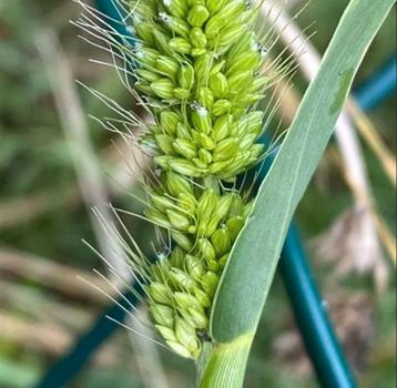 Zaden siergras Setaria Italica green bristles  beschikbaar voor biedingen