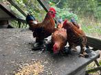 Zabelpoot haantjes kriel gratis ophalen, Dieren en Toebehoren, Pluimvee, Mannelijk, Kip