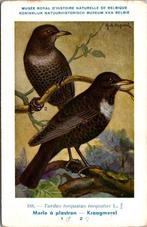 Kraagmerel – Nº188 – Belgian Museum Print –- (Hub. Dupond), Verzenden, 1980 tot heden, Ongelopen, Vogel
