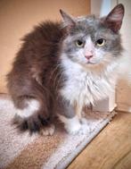 Prachtige langharige mix Grey zoekt een warm thuis 💕, Dieren en Toebehoren, Katten en Kittens | Raskatten | Langhaar, Poes, Gechipt