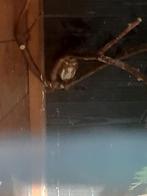 Braziliaanse dwerguil, Dieren en Toebehoren, Geslacht onbekend