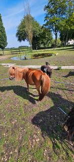 Shetlander vos  merrie pony zeer kind vriendelijk, Dieren en Toebehoren