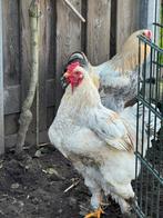Mooie lichte kleur hanen met veren aan de poten., Dieren en Toebehoren, Pluimvee, Mannelijk, Kip
