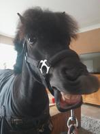 Verzorg pony, Ophalen of Verzenden, Overige soorten