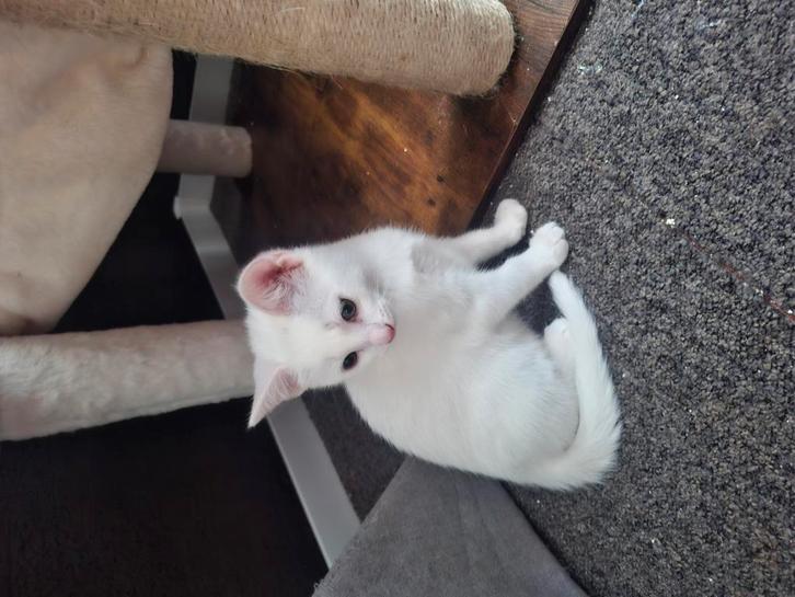 Twee schattige poesjes, Dieren en Toebehoren, Katten en Kittens | Dekkaters