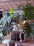 Zeer grote Monstera Deliciosa, Ophalen, Overige soorten, 200 cm of meer