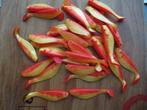 50 stuks Midnigt Moon Softbaits / kunstaas shads, Ophalen of Verzenden, Nieuw, Kunstaas