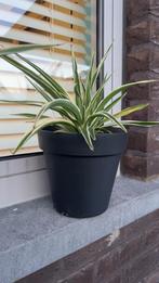 Kamerplant in pot, Ophalen, Overige soorten, Halfschaduw, In pot