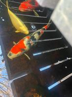 Showa koi te koop, Dieren en Toebehoren, Vissen | Vijvervissen, Karper of Koi