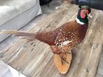 Opgezette fazant, Verzamelen, Dierenverzamelingen, Ophalen, Gebruikt, Vogel, Opgezet dier