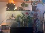 Glazen terrarium/hamsterhok, 100x50x50, Dieren en Toebehoren, Knaagdieren en Konijnen | Toebehoren, Ophalen, Gebruikt, Overige typen