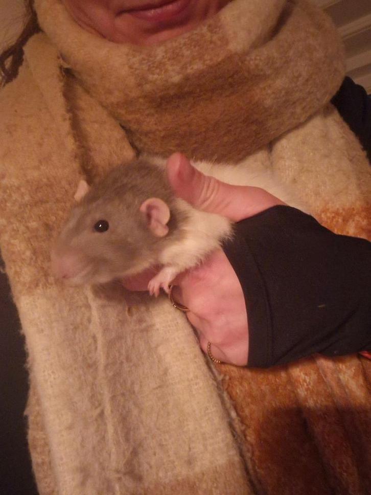 Rat (dumbo mannetje) zoekt huisje, Dieren en Toebehoren, Overige Dieren, Mannelijk, Januari