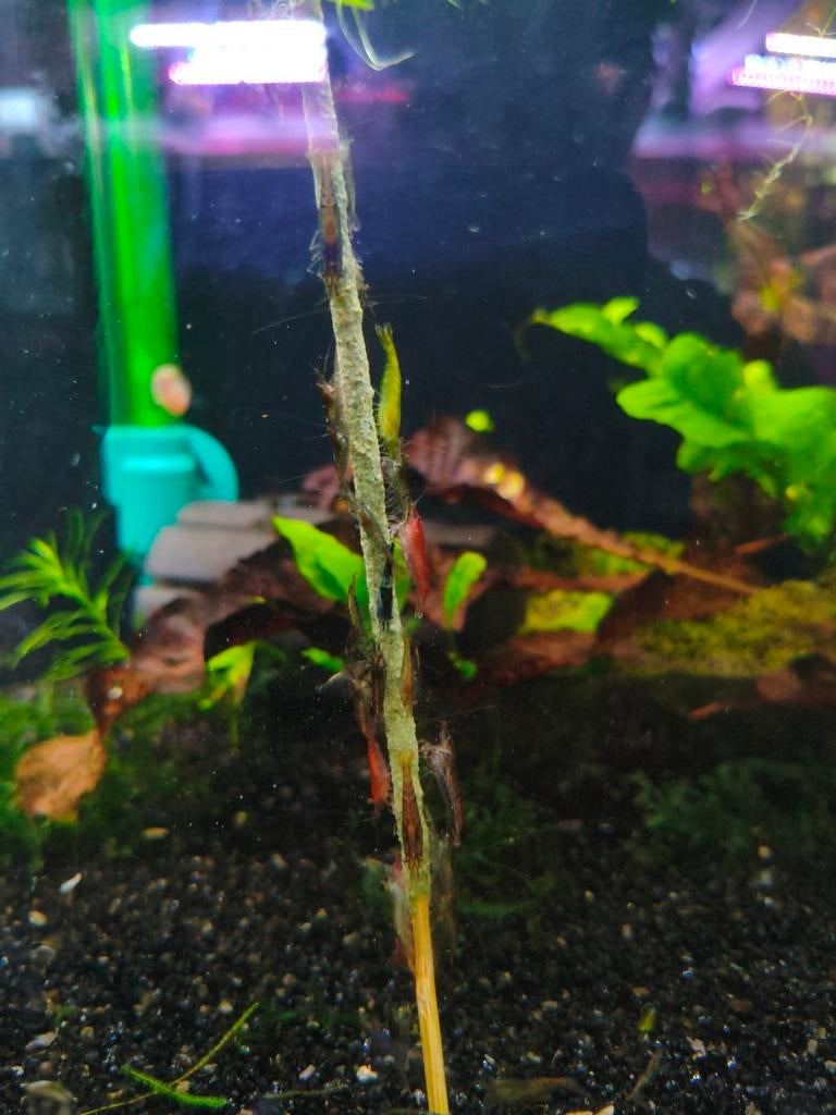 Garnalen mix, Kreeft, Krab of Garnaal, Zoetwatervis, Schoolvis