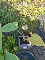 olifantsoor (giant), Huis en Inrichting, Kamerplanten, Ophalen, Overige soorten, Halfschaduw, Minder dan 100 cm