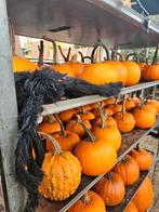 Pompoenen in diverse maten | Halloween, Ophalen, Overige soorten, Volle zon