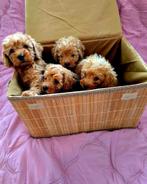 Prachtig nestje toypoedel pups, Dieren en Toebehoren, Poedel, CDV (hondenziekte), 8 tot 15 weken, Meerdere